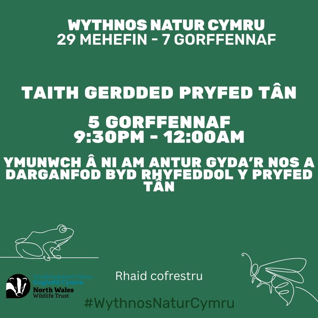 Taith gerdded pryfed tân